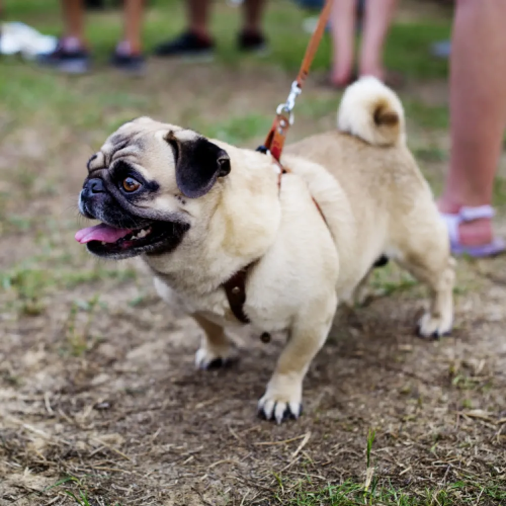 Pug 4.webp